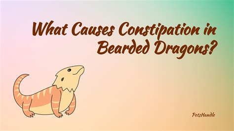 What Causes Constipation In Bearded Dragons Petshandle