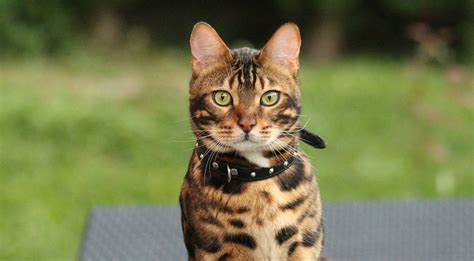 There are over 60,000 bengal cats determining a bengal house cat's food allergies ahead of time is incredibly important, especially considering estimates that nearly 10% of all cats have food allergies. Breeds - CatPet.club