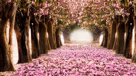 Pretty Spring Backgrounds And Wallpapers Images