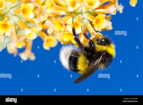 Bumble Bee Pollen High Resolution Stock Photography And Images Alamy