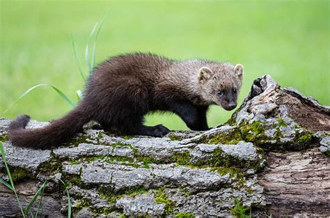 Marten Weasel Stock Photos Pictures And Royalty Free Images Istock