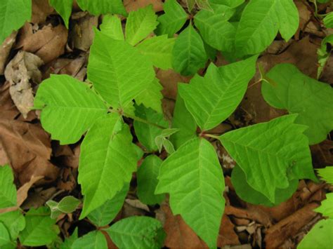 A Quick Guide To Poisonous Plants In Tennessee Welltuned By Bcbst