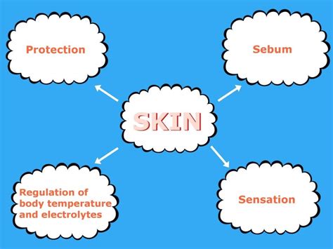 Human Skin Function What Does Human Skin Exactly Do