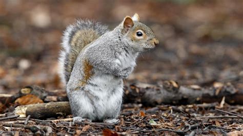 Animal Rescue Centre Says It Will Have To Euthanise Grey Squirrels