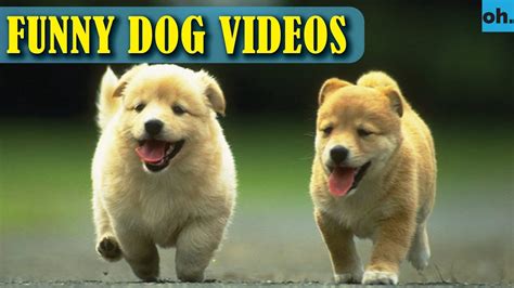 Funny Dog Videos For Kids Cute Puppies Videos And Cute Dog Videos Part 8 Dogs As Pets Dog