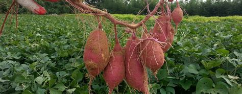 Sweet Potato Plants Guide How To Grow Awesome Sweet Potatoes