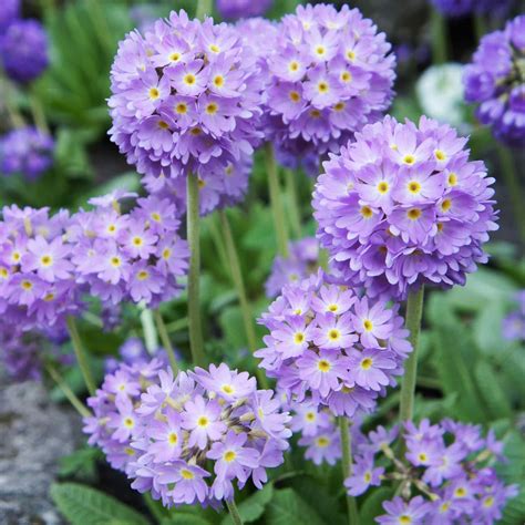 Early Spring Purple Flowers The Best Bulbs Perennials And Annuals