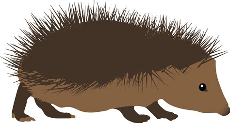 Free Hedgehog Cliparts Download Free Hedgehog Cliparts Png Images