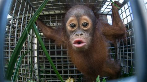 Cute Baby Orangutan And Mother Released After Rescue Youtube