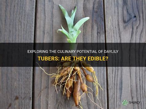 Exploring The Culinary Potential Of Daylily Tubers Are They Edible