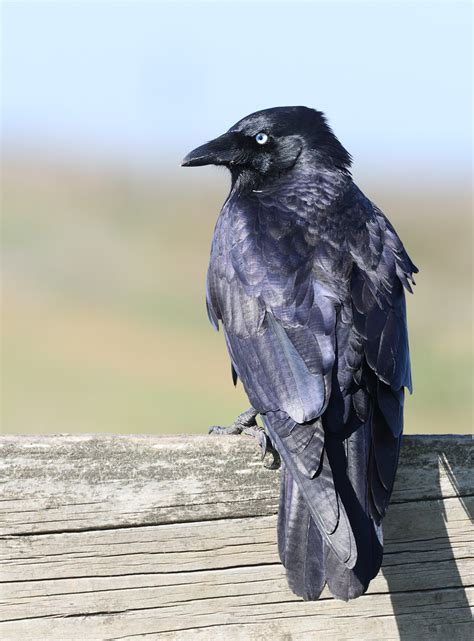 We have very limited quantities on hand. Little Raven | BIRDS in BACKYARDS