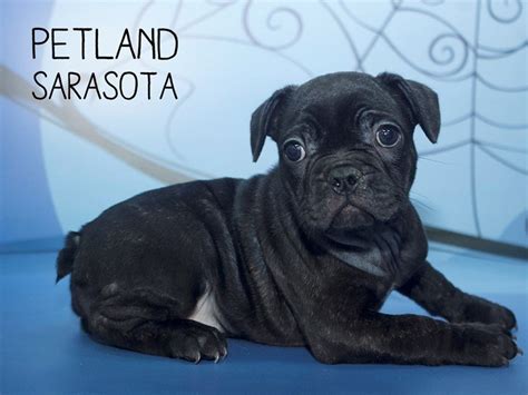 High quality french bulldog breeder located in south florida. French Bulldog-DOG-Female-Black Brindle-2190577-Petland ...
