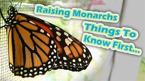 Raising Monarchs Things To Know First Help The Monarch Butterfly