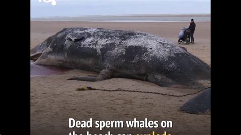 Sperm Whales Have The Biggest Mammalian Brain On Earth Youtube