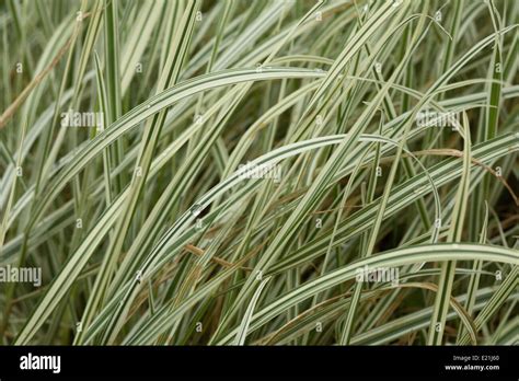 Bulbous Oat Grass Hi Res Stock Photography And Images Alamy