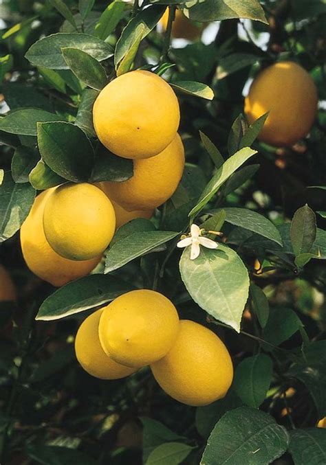 Improved Meyer Lemon Exotique Jardin San Francisco Par Monrovia