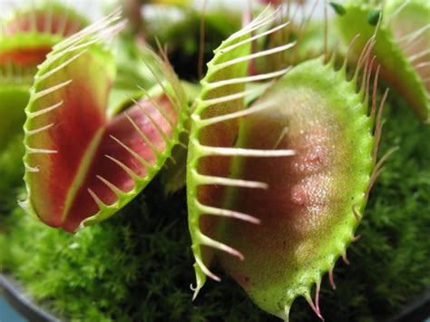 12 Weird And Unusual Plants Around The World Lovetoknow