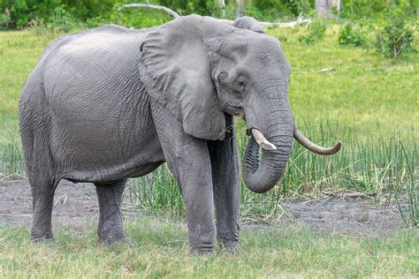 Filming Elephants Praveen Singh Travelled All Over India To Highlight