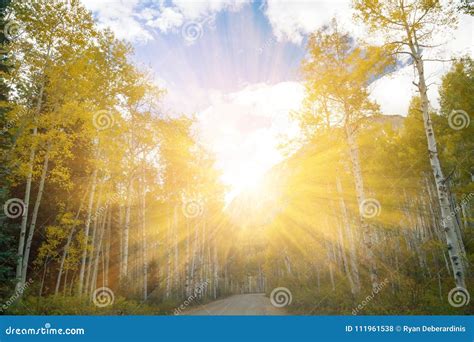 Sunlight Shines Through Fall Trees In Colorado Stock Photo Image Of