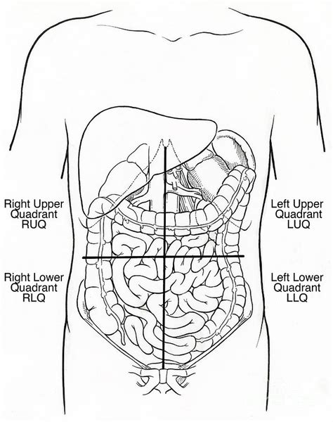 Abdominal Anatomy Quadrants Illustration Of Nine Abdominal Regions