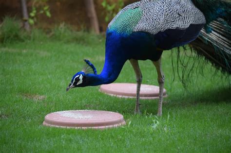 What Do Peacocks Eat Complete Peacocks Diet Birds Fact