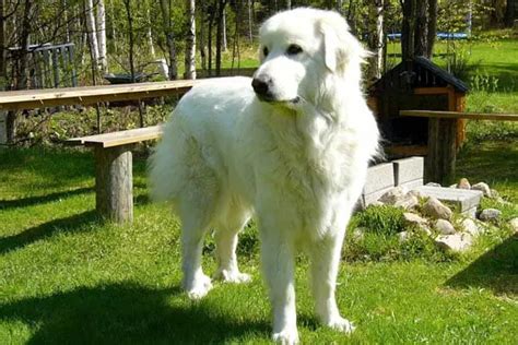 Male Or Female Great Pyrenees The Gender Quandary In Lgds And Pets