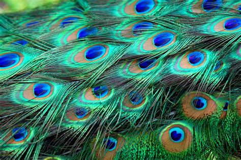 The Male India Blue Peafowl Commonly Known As The Peacock Is Known