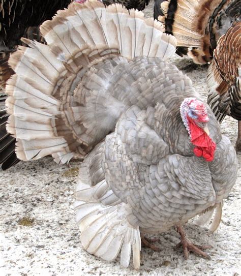 List Of Turkey Breeds Modern Farming Methods
