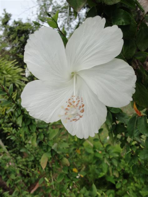 White Hibiscus Taken In Mustique By Angela V White Hibiscus