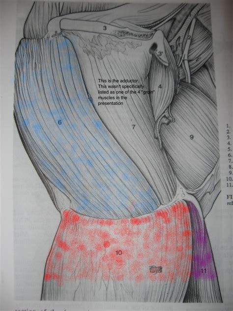 Muscles, arteries, veins and lymphatic system., from the online textbook of the fascia lata is the deep fascia of the thigh and encloses the muscles and forms the outer limit of. Groin Muscle Injuries - Anatomy | Dr. Mel Newton