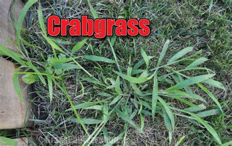 The Grass Rhizome Uncles Secret For Crabgrass Control