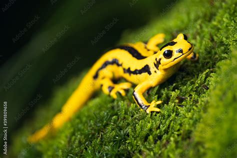 Obraz na płótnie Fire salamander Salamandra salamandra is the best