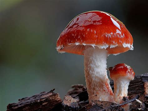 Amazing Places In The World The Most Beautiful Rare Mushrooms Taken By