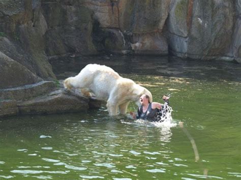 Polar Bear Attacks Woman At Berlin Zoo World News The Guardian