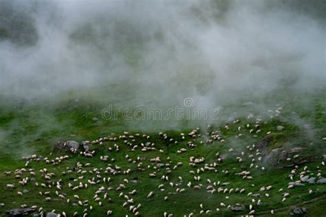 Large Flock Of Sheep Grazing In A Mountainous Landscape Shrouded In