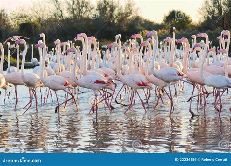 A Large Flock Of Greater Flamingos Royalty Free Stock Image Image