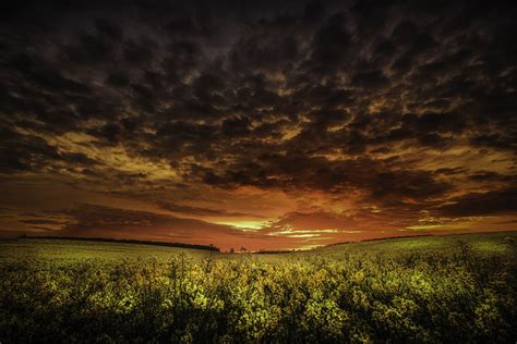 Cloudy Sunset Over Flower Field 5k Retina Ultra Hd Wallpaper