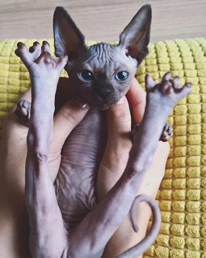 Meet Sphynx Cats The Most Adorable Hairless Felines Cute Cat Breeds
