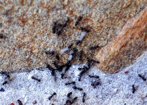 Advice Ants With Wings And How To Get Rid Of Them