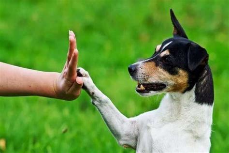 How To Teach A Dog To Give A Paw Labres