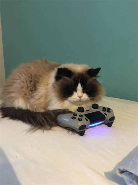 Gamer Cat Cat