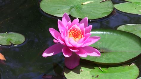 Beautiful Pink Lotus Flower Floating Stock Footage Video