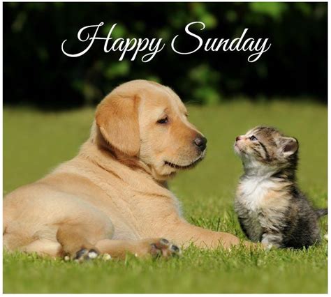 Happy Sunday Animals
