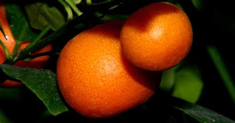 How To Prune Ornamental Orange Trees Ehow Uk