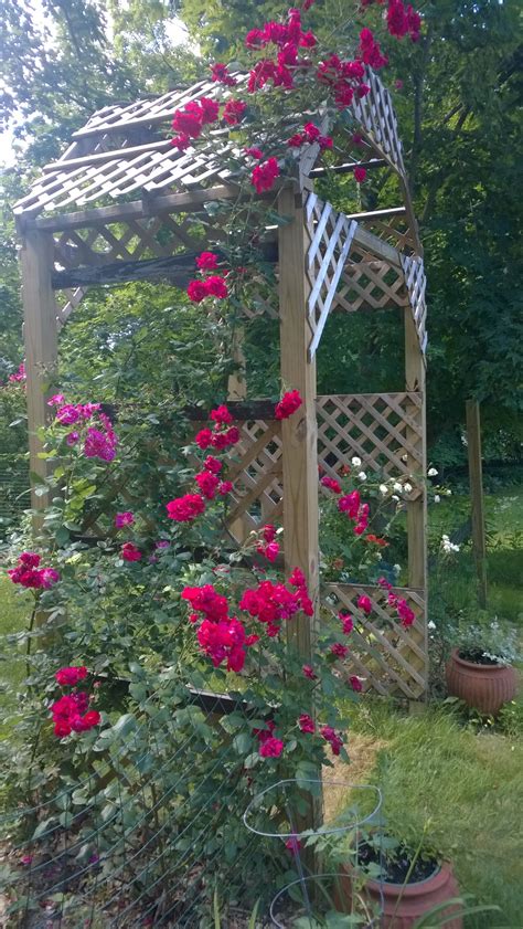 Roses Climbing Over The Rose Arbor I Made For My Wife Who Always Wanted