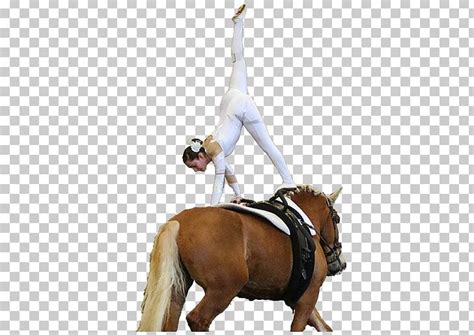 Equestrian Vaulting Horse Rein Western Riding Png Clipart Animal