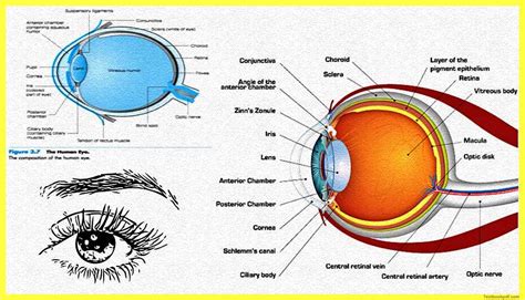 The Human Eye Physiology Of Visual Perception