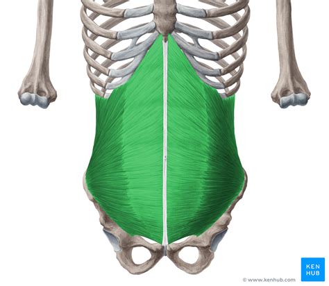 Musculus Obliquus Internus Abdominis Anatomie Kenhub Porn Sex Picture