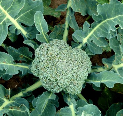 Broccoli Growing Sowing Planting Harvesting Heads Of