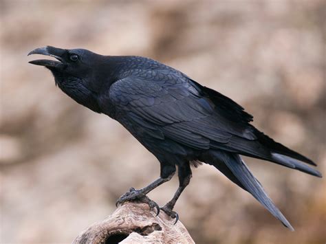 ‘brains And Brawn Have Allowed Crows And Ravens To Thrive Almost Anywhere In The World The